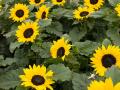 Gartencenter Böhmann Ilbertz - Bild