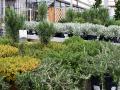 Gartencenter Böhmann Ilbertz - Bild