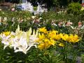 Gartencenter Böhmann Ilbertz - Bild