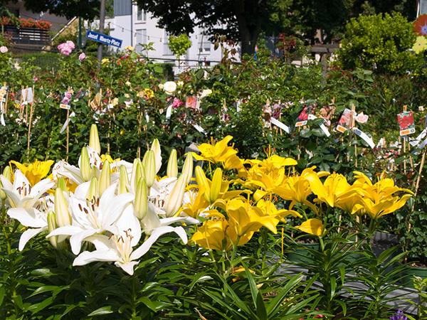 Gartencenter Böhmann Ilbertz